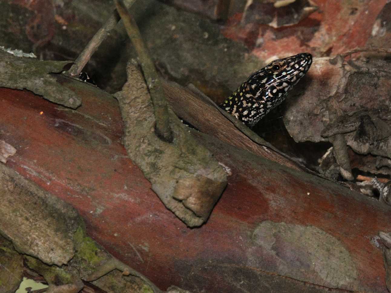 Lacertidae - Podarcis muralis